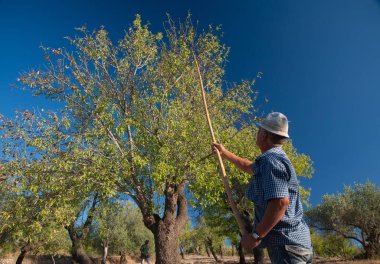 Arkadan Noto, Sicilya hasat mevsiminde bir sopa kullanırken görülen iş yerinde badem seçici
