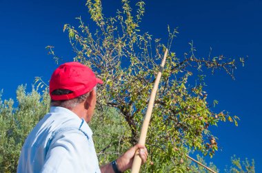 Arkadan Noto, Sicilya hasat mevsiminde bir sopa kullanırken görülen iş yerinde badem seçici