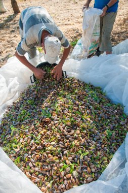 Badem bir net Noto, Sicilya hasat mevsiminde seçmişsin