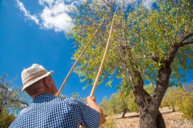 Arkadan Noto, Sicilya hasat mevsiminde bir sopa kullanırken görülen iş yerinde badem seçici