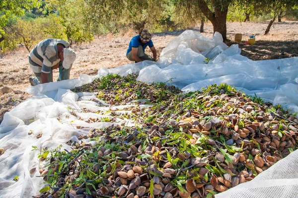 Just picked almonds on a net during harvest season in Noto, Sicily