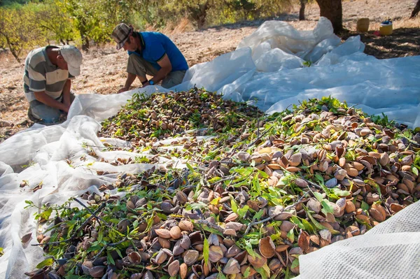 Acabo Recoger Almendras Una Red Durante Temporada Cosecha Noto Sicilia — Foto de Stock