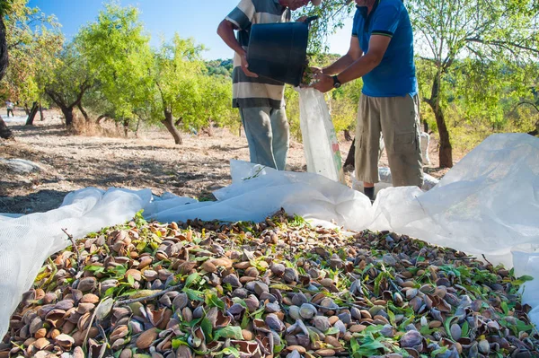 Just picked almonds on a net during harvest season in Noto, Sicily