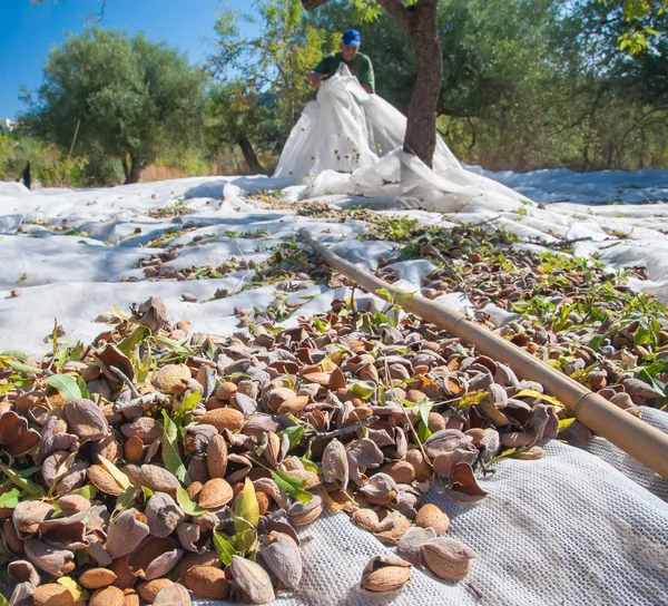 Badem Bir Net Noto Sicilya Hasat Mevsiminde Seçmişsin — Stok fotoğraf