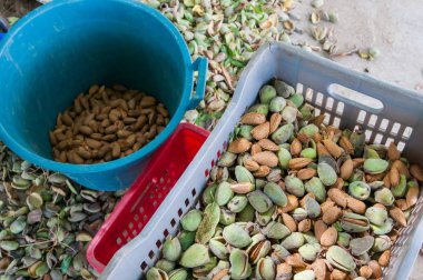Biraz yakından görmek sadece badem Romana adı verilen çeşitli aldı