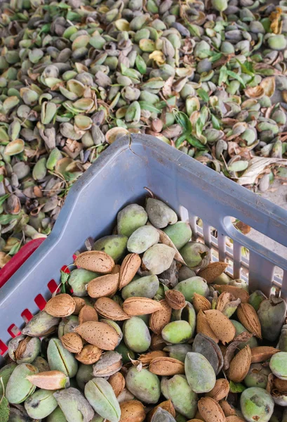 Vista Cerca Algunas Almendras Recién Recogidas Variedad Llamada Romana — Foto de Stock