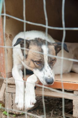 Ahşap kutusunda bir köpek sığınak corral arkasında üzgün sokak köpeği