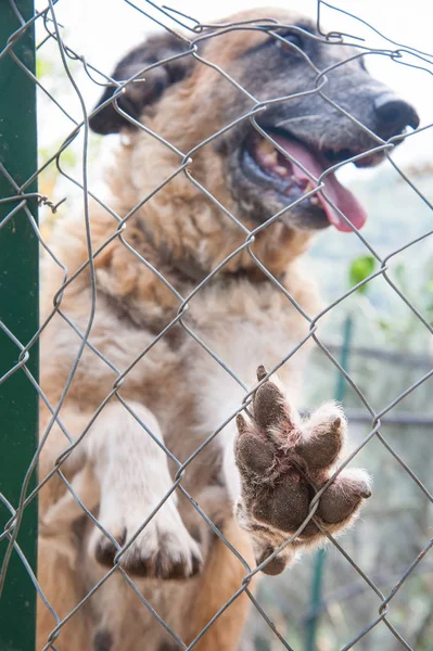 Close View Dog Paw Lent Net Corral Dog Refuge — Stock Photo, Image