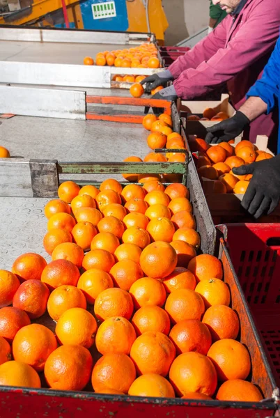 Orange frukter bearbetning — Stockfoto