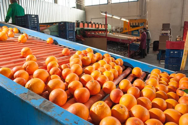 El trabajo de los frutos de naranja —  Fotos de Stock