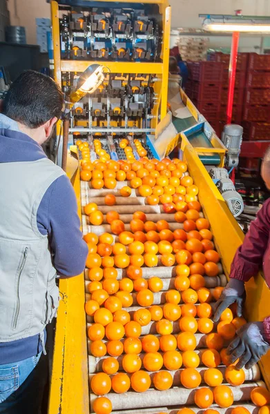 Die Verarbeitung von Zitrusfrüchten — Stockfoto