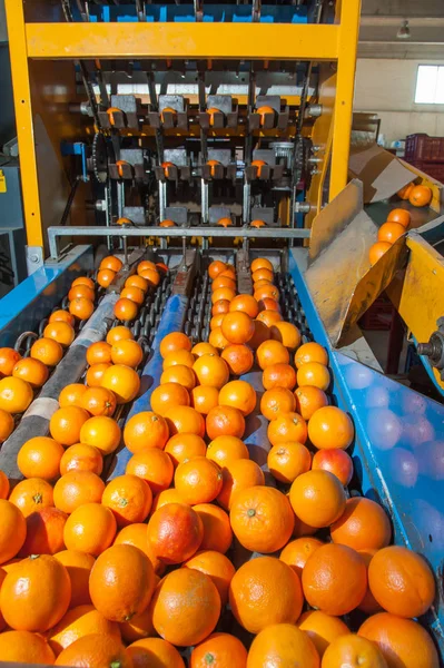 El trabajo de los cítricos —  Fotos de Stock