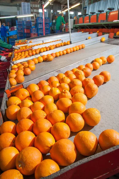 Procesamiento de frutas naranja —  Fotos de Stock