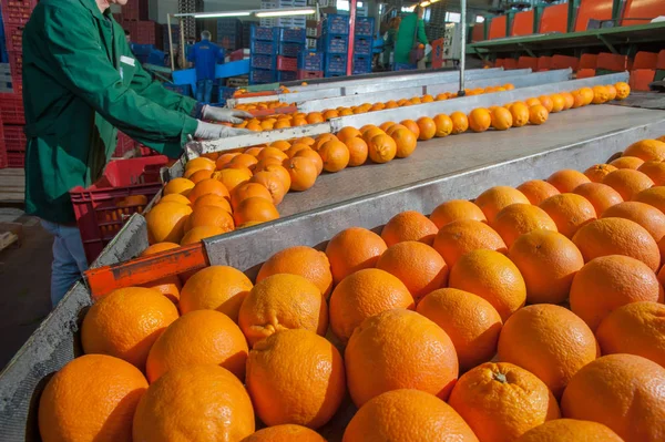 Procesamiento de frutas naranja —  Fotos de Stock