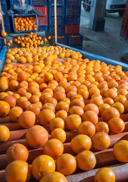Η λειτουργία της πορτοκαλί φρούτα — Φωτογραφία Αρχείου