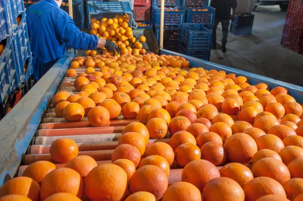 Bearbetning av orange frukter — Stockfoto