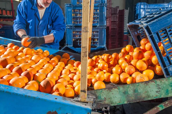 Bearbetning av orange frukter — Stockfoto