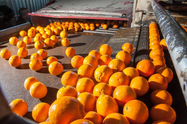 El trabajo de los frutos de naranja — Foto de Stock
