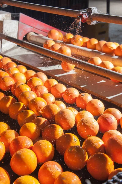 Pracy z owoców cytrusowych — Zdjęcie stockowe