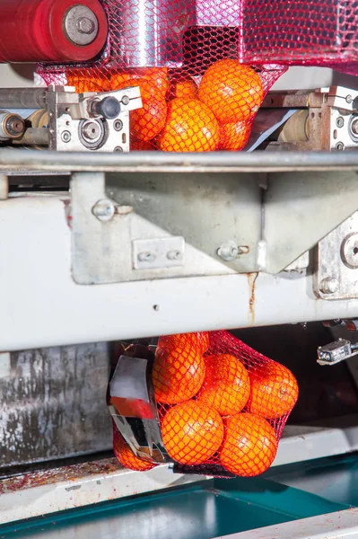 O funcionamento das laranjas — Fotografia de Stock