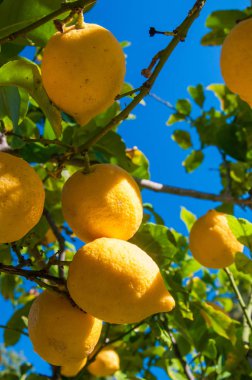 Limon ağacı hasat zamanı sırasında bir narenciye Grove Sicilya üzerinde