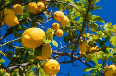 Lemons on tree in a citrus grove during harvest time in Sicily clipart
