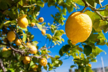 Limon ağacı hasat zamanı sırasında bir narenciye Grove Sicilya üzerinde