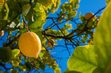Limon ağacı hasat zamanı sırasında bir narenciye Grove Sicilya üzerinde