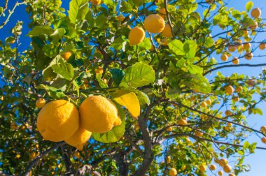 limon ağacı üzerinde
