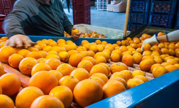 Die Verarbeitung von Orangenfrüchten — Stockfoto