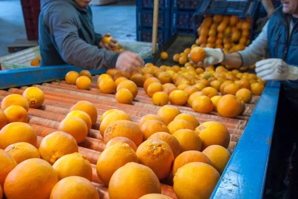 オレンジ色の果物の働き — ストック写真
