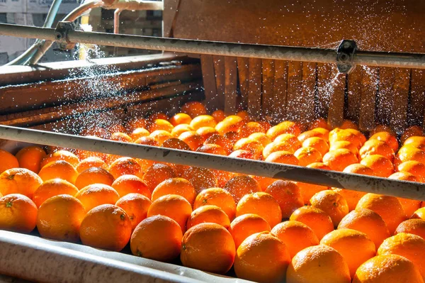 Processen För Tvätt Och Rengöring Citrusfrukter Modern Produktionslinje — Stockfoto
