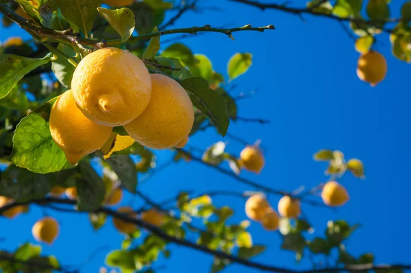 Citrons Sur Arbre Dans Une Plantation Agrumes Pendant Récolte Sicile — Photo