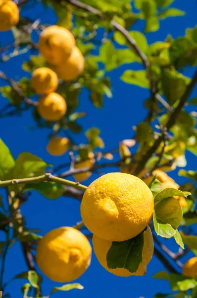 Citrons Sur Arbre Dans Une Plantation Agrumes Pendant Récolte Sicile — Photo