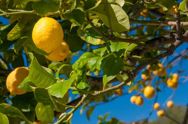 Citrons Sur Arbre Dans Une Plantation Agrumes Pendant Récolte Sicile — Photo