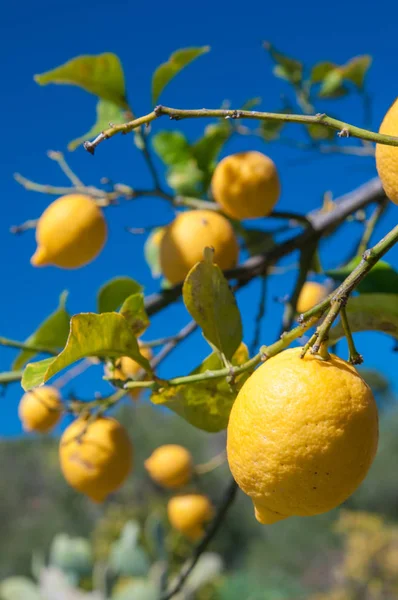 Citrons Sur Arbre Dans Une Plantation Agrumes Pendant Récolte Sicile — Photo