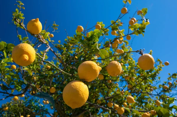 Citrons Sur Arbre Dans Une Plantation Agrumes Pendant Récolte Sicile — Photo