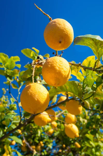 Citrons Sur Arbre Dans Une Plantation Agrumes Pendant Récolte Sicile — Photo