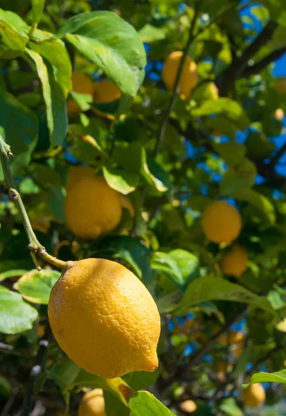 Citrons sur l'arbre — Photo