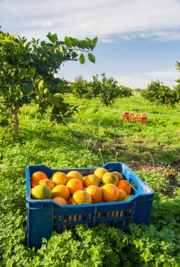 Turuncu hasat zamanı