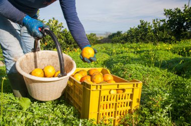 Turuncu hasat zamanı