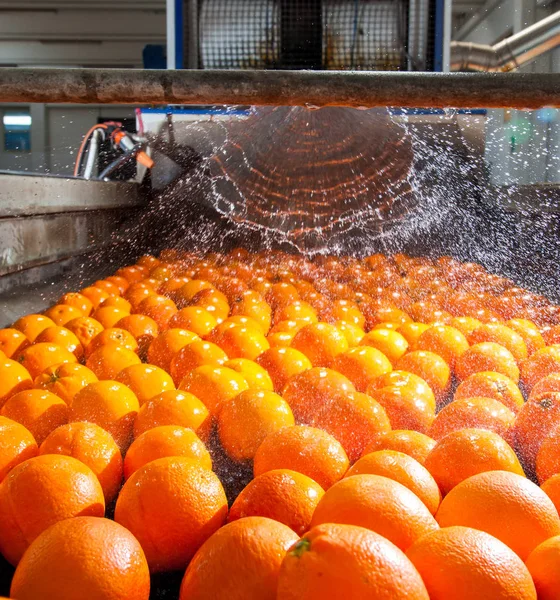 El trabajo de los cítricos —  Fotos de Stock