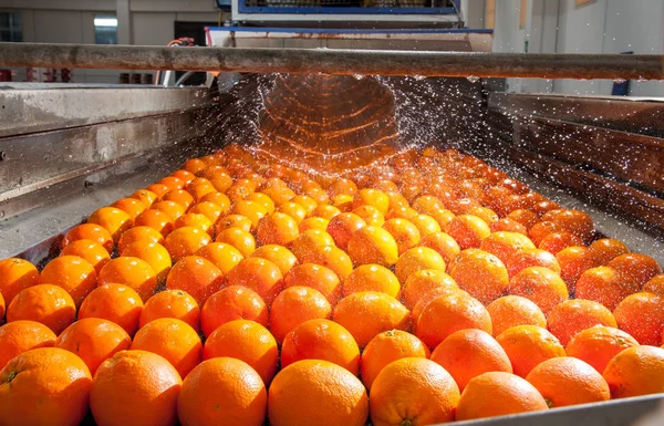 El trabajo de los cítricos —  Fotos de Stock