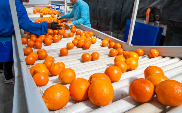 The working of citrus fruits