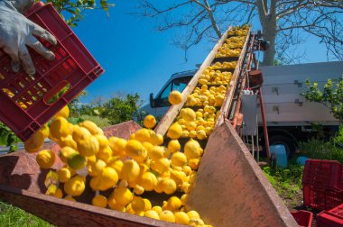 Limon hasat zamanı