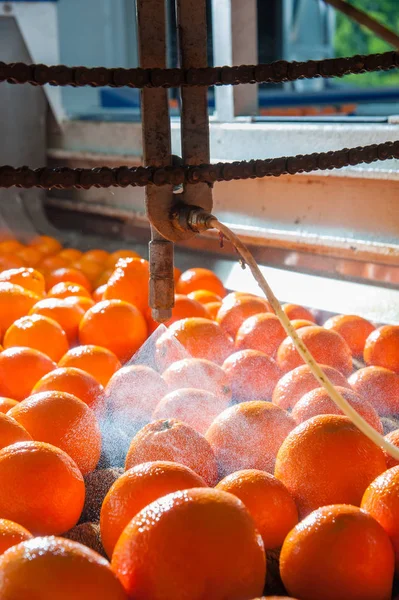 柑橘类水果的工作 — 图库照片
