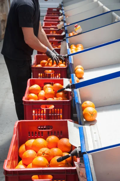 Procesamiento de frutas naranja —  Fotos de Stock