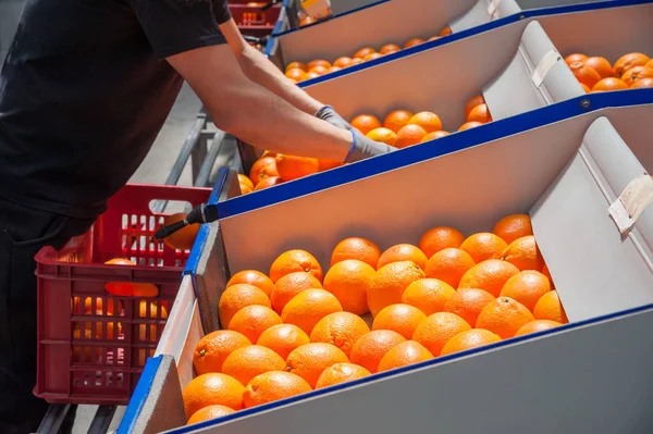 Orange frukter bearbetning — Stockfoto