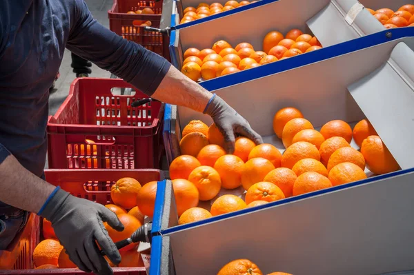 Orange frukter bearbetning — Stockfoto