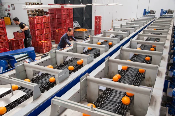 El trabajo de los cítricos —  Fotos de Stock